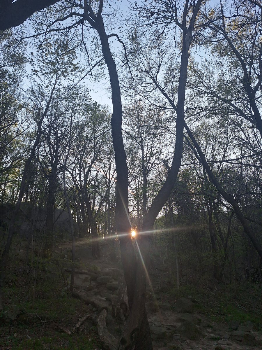 NAesthetic1333's tweet photo. .
Even in the densest thicket, the light finds a way.
A reminder that clarity doesn’t always come from the open sky, but through the courage to stand tall amidst the shadows. ✨🌲 #NatureWorship #InnerLight
. https://t.co/ENX25XS178