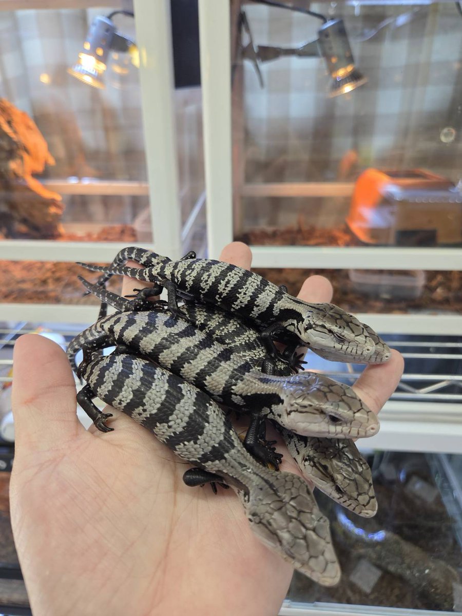 beberep4's tweet photo. 新入荷
ハルマヘラアオジタトカゲ ￥17,000-
アザンアオジタトカゲ ￥50,000- https://t.co/O22X0M33Yv