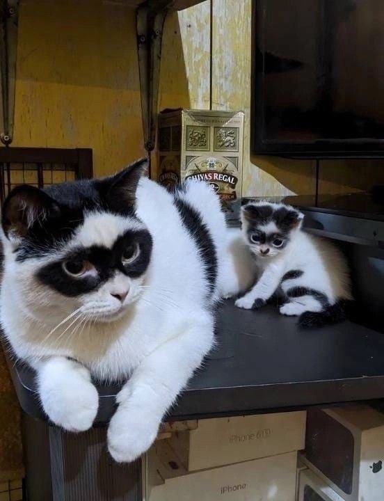 TheCatsX's tweet photo. No need to DNA test https://t.co/cWngAodeu3