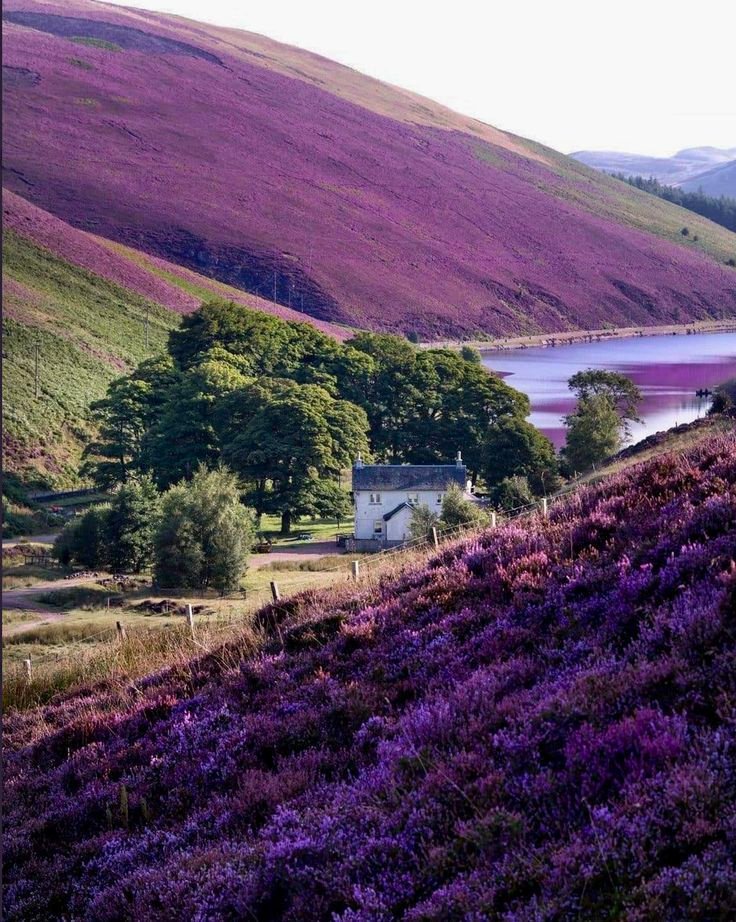 Hana_b30's tweet photo. Pentland Hills, Scotland 🏴󠁧󠁢󠁳󠁣󠁴󠁿 https://t.co/pv1Mjwy49r