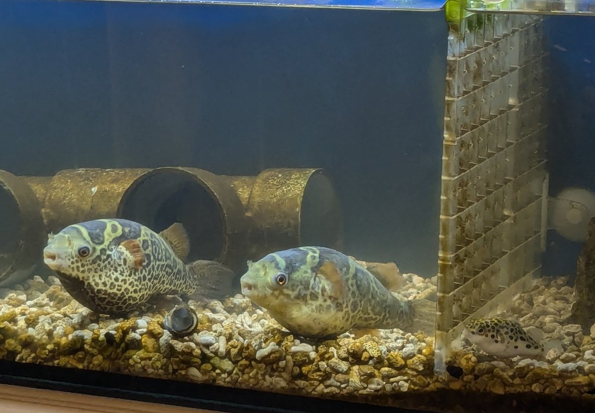 しるく🐡のお世話係その2 tweet media