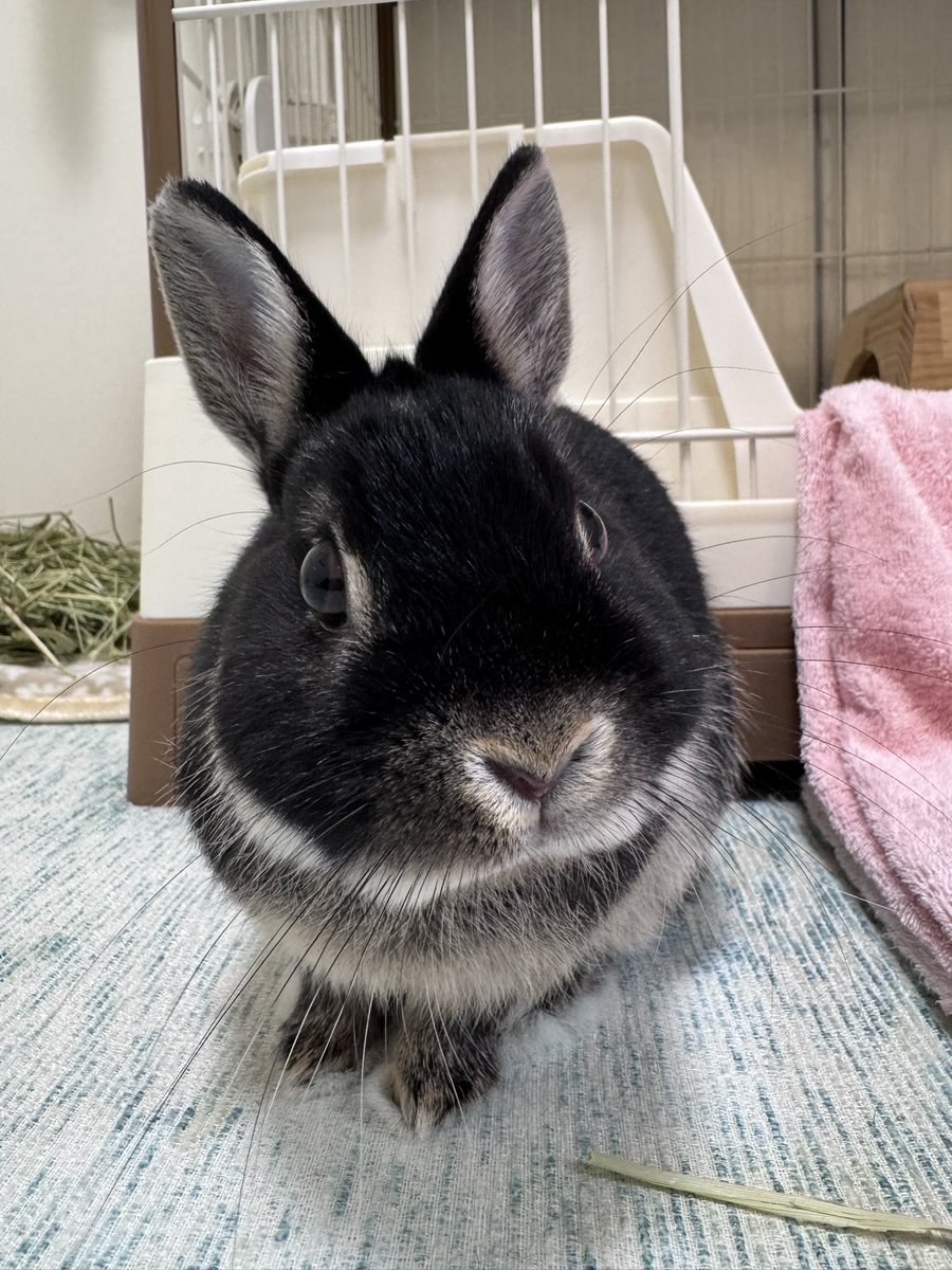 Tct9El's tweet photo. キメ顔のうーちゃん🐰 https://t.co/n526OKw0kR