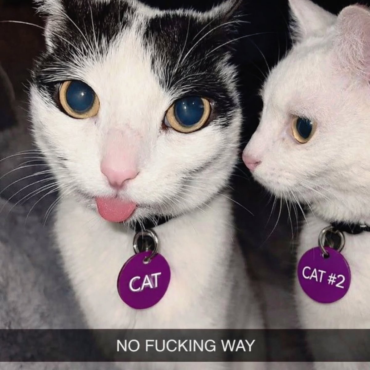 BestOfMeow's tweet photo. No way https://t.co/yxpy4eE4nE