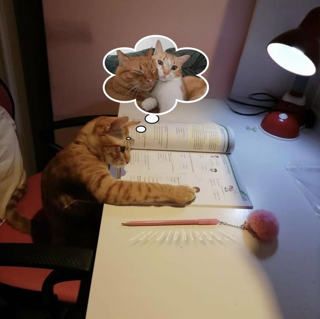 Miaw tweet media