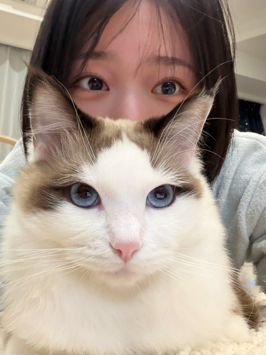 otohaaaa12's tweet photo. 幸せにゃんこ https://t.co/QpfyZa3u5l