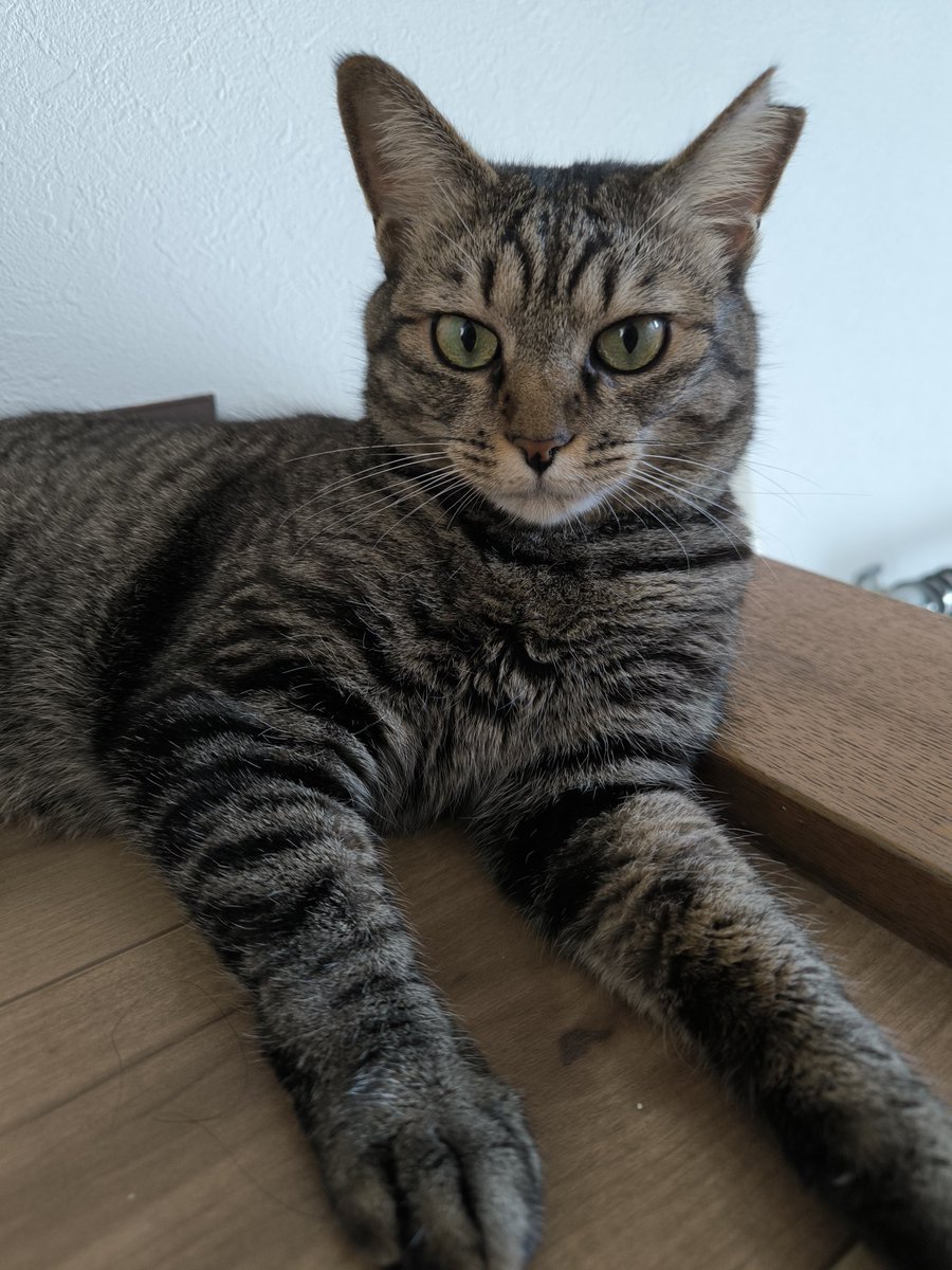ちぃです♬.*゜ お疲れさまです🐈‍⬛🫧