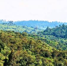 tukwa2's tweet photo. Indeginious Forests future plan starts conserves today, for better tomorrow 🌱 
#climateAction 
Donate &amp; share https://t.co/DQGAOKz20y https://t.co/VgWPo4gpca