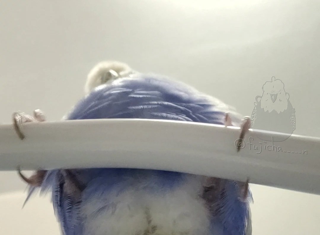 fujicha_____n's tweet photo. ドリル直後のﾓﾜｧ…ってやつ https://t.co/MxWreCd1bm