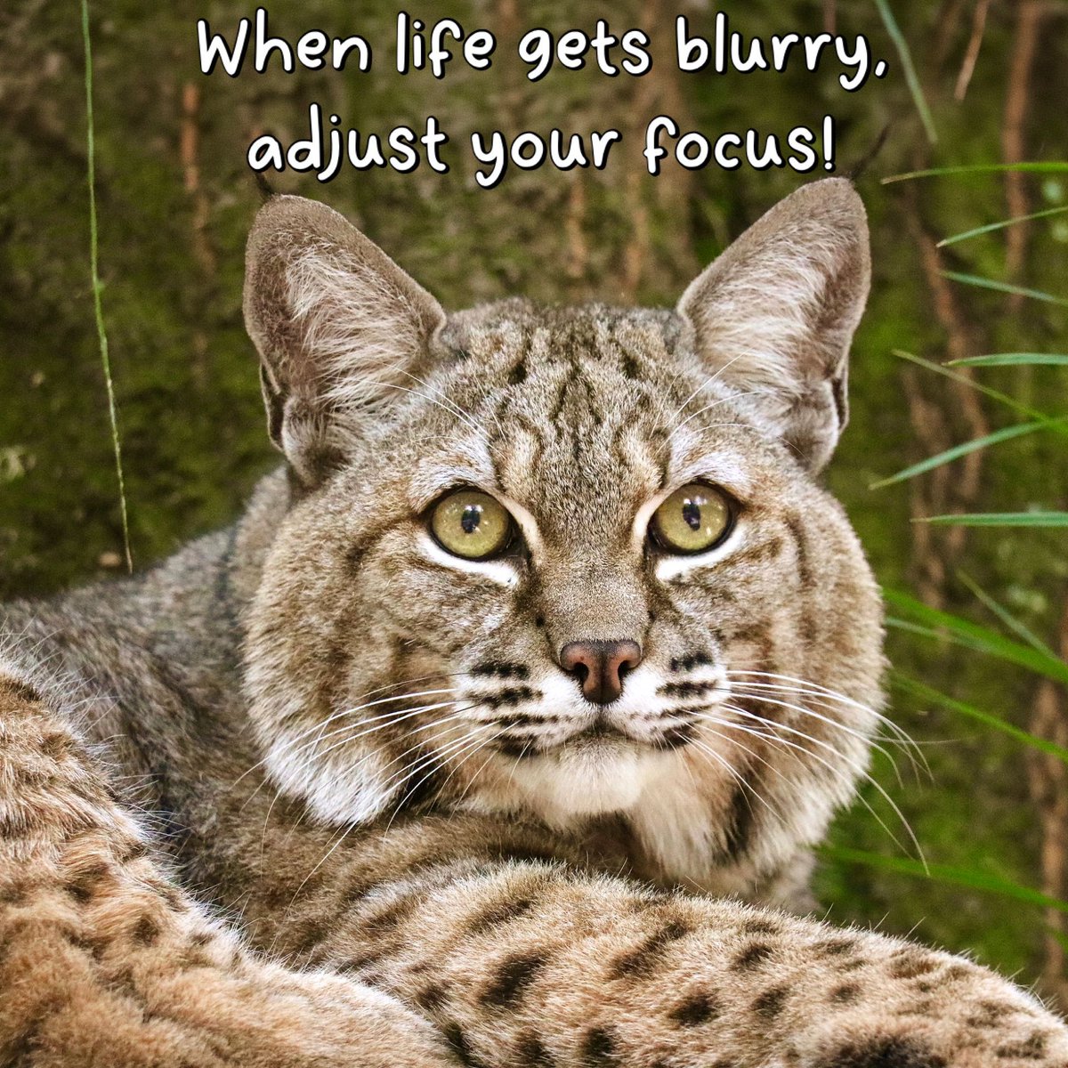 BigCatRescue's tweet photo. “When life gets blurry, adjust your focus!”

#PhilmoBobcat #BigCatRescue #Life #Adjust #Focus #Bobcat #Inspiration #InspirationalQuotes https://t.co/REjsqvlA2j