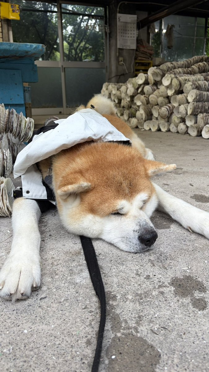 bibi0617bibi's tweet photo. 秋田犬のかっぱ
可愛すぎんか？？

日本犬はあめも散歩行くのって
あるある？？

#秋田犬 https://t.co/54PBC4XoVy
