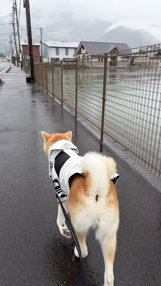 bibi0617bibi's tweet photo. 秋田犬のかっぱ
可愛すぎんか？？

日本犬はあめも散歩行くのって
あるある？？

#秋田犬 https://t.co/54PBC4XoVy