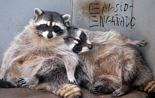 Yemuyin's tweet photo. - ¿ Qué vas a comer hoy...?
- Tengo localizado un cubo de basura de una pizzería.
- Jo, qué suertudo ¿ Invitas...?
- Aro... Luego vamos.
#2Mapaches https://t.co/pItyHuKxdr