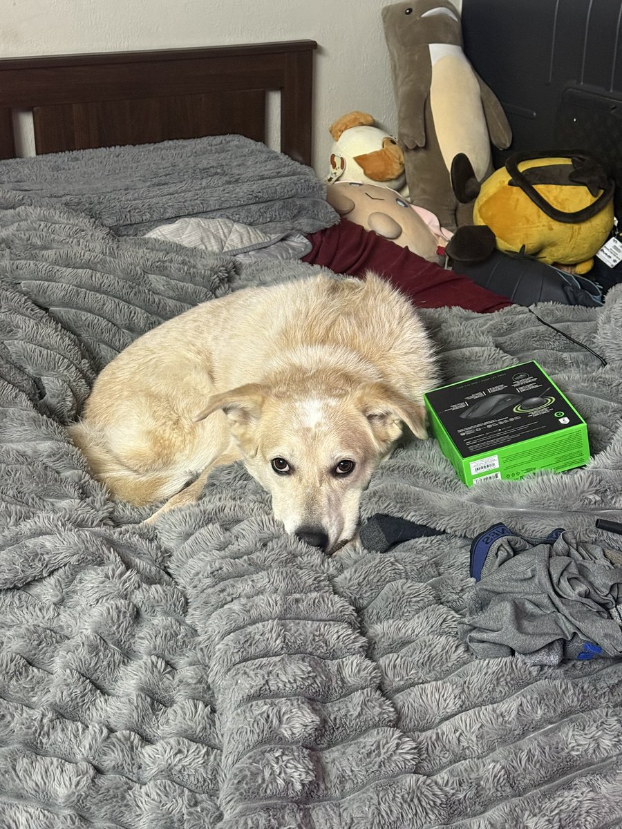 Slammageddon's tweet photo. This mf threw up on my NEW bed when I was tryna sleep in early he lucky he cute https://t.co/muMygFXF5G