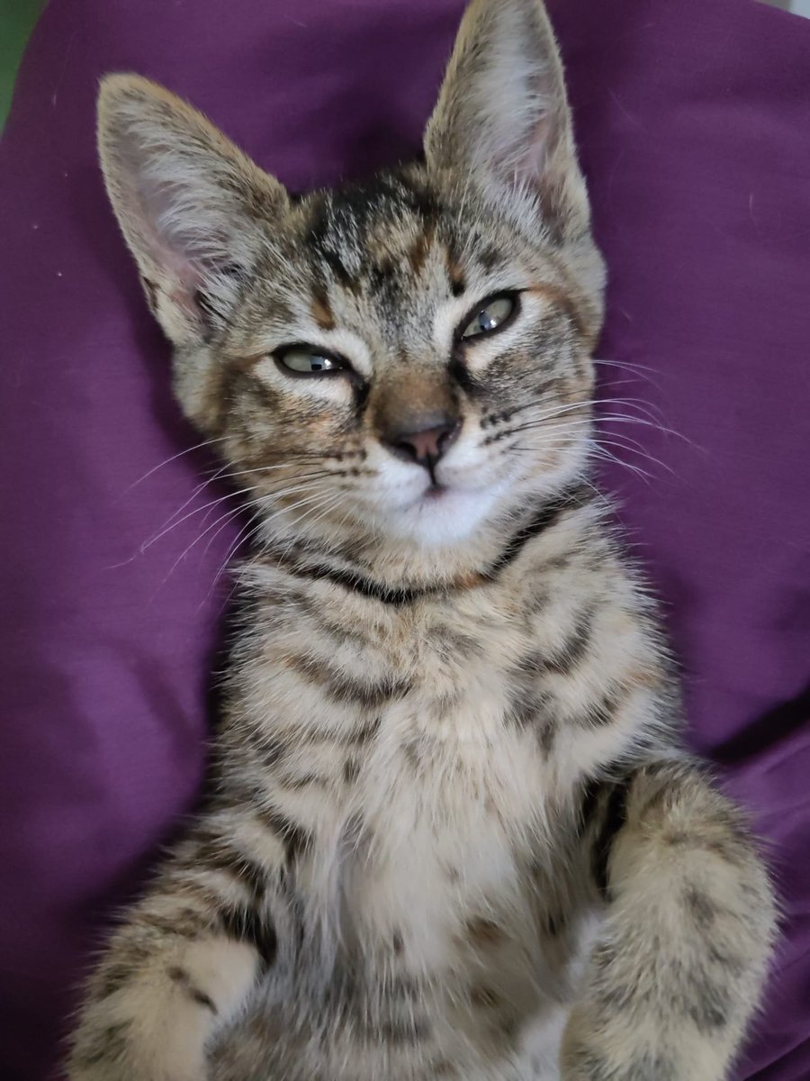 SilviaMylo's tweet photo. Tiene solo dos mesecitos y es precioso, pero su acogida se termina, no lo pueden tener más 😭😢💔
Una criatura tan frágil, tan tierna y tan inocente y se queda sin nada 😢
Pueblo de Cádiz
618208620 https://t.co/a2aIQJ0rqF