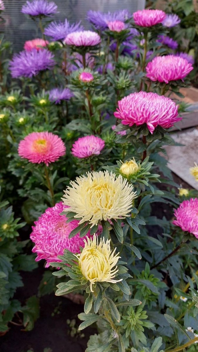EarthhExplorer's tweet photo. Looking at beautiful birds and beautiful flowers soothes the eyes, heart, and mind.

I want people to feel good and happy when they see my post.
Have a nice day https://t.co/Al8gh9tKGQ