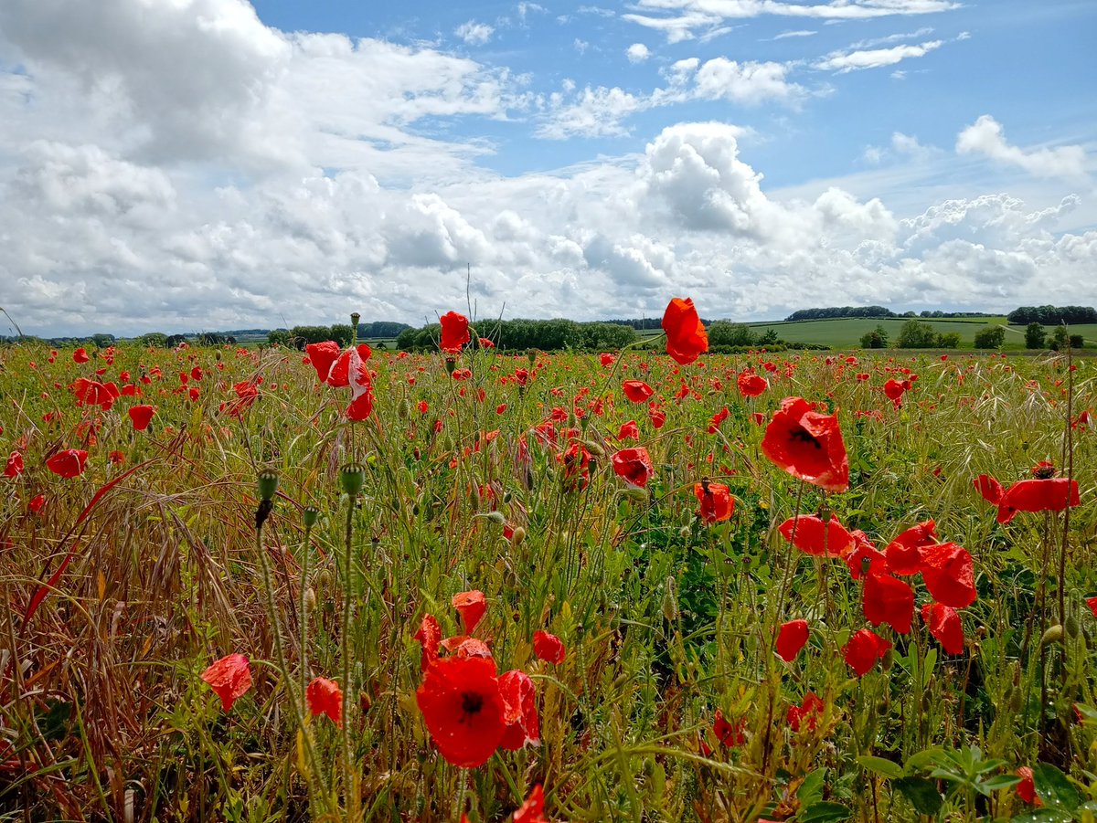 IanW1985's tweet photo. The start of #summer26 has turned out to be more changeable than my last post of #poppies the week before when we had blue sky and sunshine. It's good to see them blowing in the wind though. #loveukweather @peter_levy @kerriegosneyTV @Hudsonweather @katerinaweather #lincs https://t.co/APyHG9VbBs