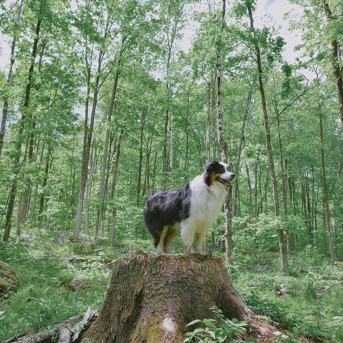 ACFMr's tweet photo. Tireless companion. 
#Vermont #AustralianShepherd https://t.co/VbsrHUsQcJ
