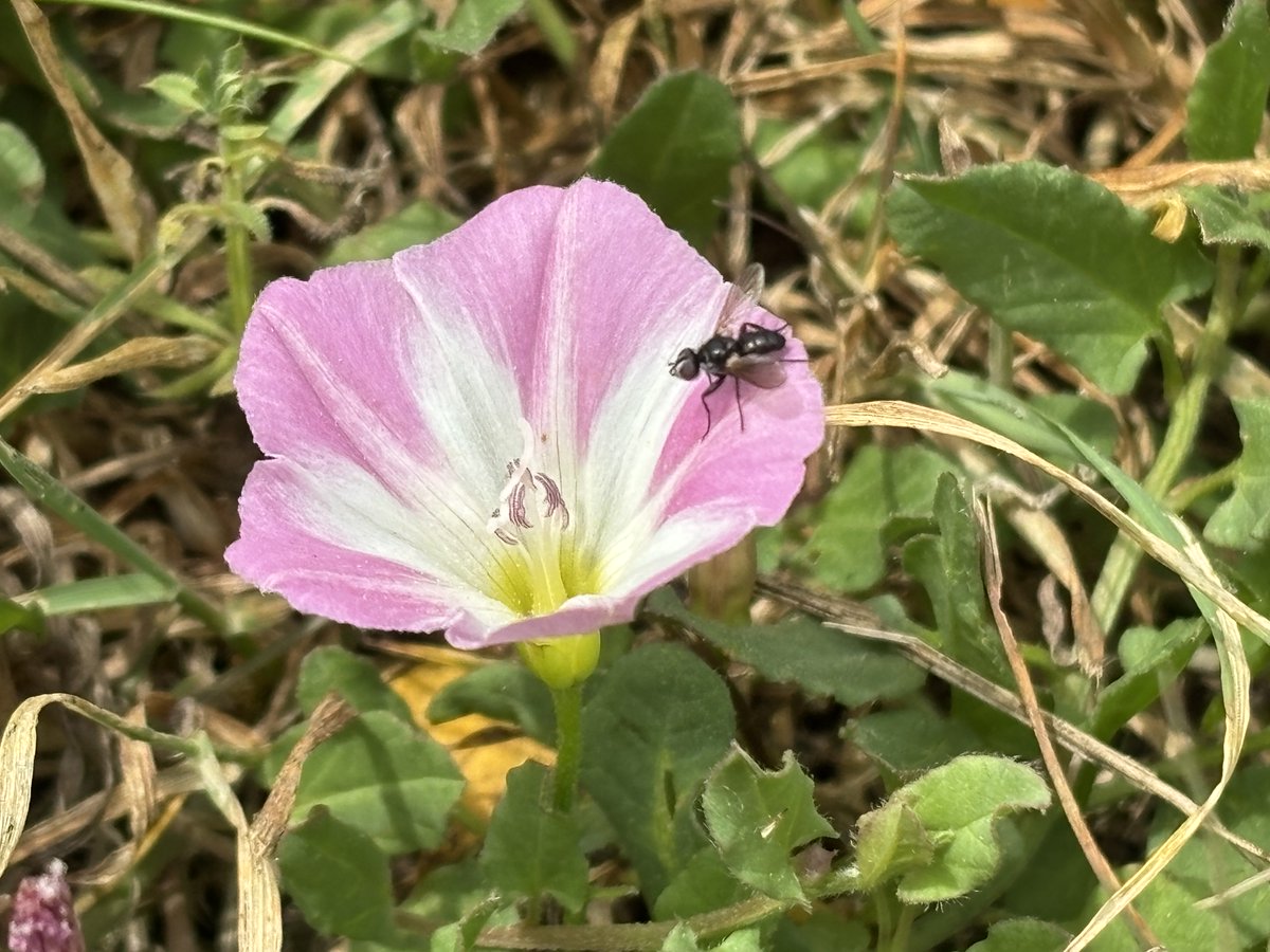 edmondslyn's tweet photo. A small black fly, possibly a Pouting Woodlouse-fly (?), Rhinophora lepida that seems to be contemplating the depth of the funnel on this Field Bindweed flower before sampling the nectar 🪰
#WildWebsWednesday #InsectThursday #WildFlowers https://t.co/yiQGC8k2gn