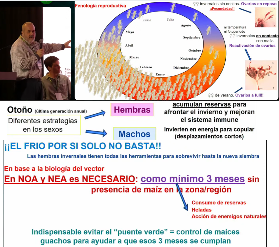 JorgeLMercau's tweet photo. Cuando haya GUACHOS emergiendo, pondrán HUEVOS, q tardan para ser adultos, ES CLAVE HERBICIDA si #Maíz d + d 5 hojas en primavera!

Y NO siembren en primavera!

Eso evita q a lotes vecinos d Siembra d Enero, Agronómicamente MEJOR, llegue mucho vector portador.

#VacíodeMaízVerde https://t.co/edJx7vLykn