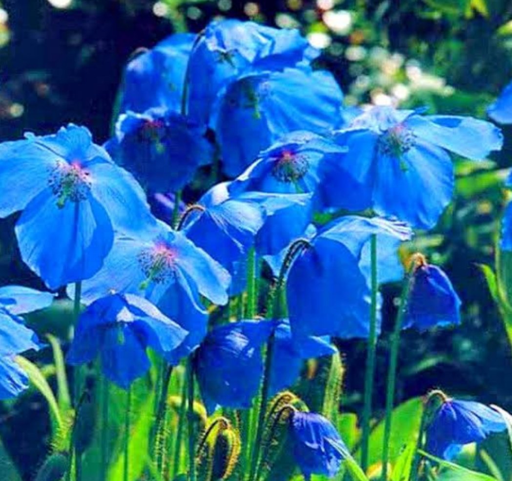 Pancho66196600's tweet photo. 今天是2026年6月3日
七哥失去自由第1177天
每天祈祷战神荣耀回归
🙏🙏🙏
期盼蓝莲花开遍喜马拉雅
🙏🙏🙏 https://t.co/fZ3jeoB3RP
