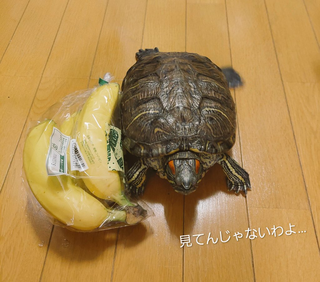 れお tweet media