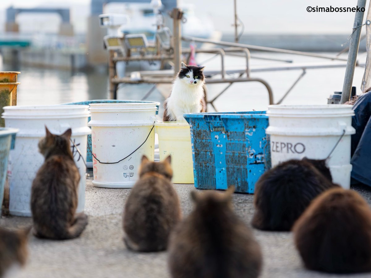 simabossneko's tweet photo. にゃん会議✨
Cat Meeting 🐱🐾

・
#ねこ #猫 #cat #島猫 https://t.co/AzyEYcV3sH