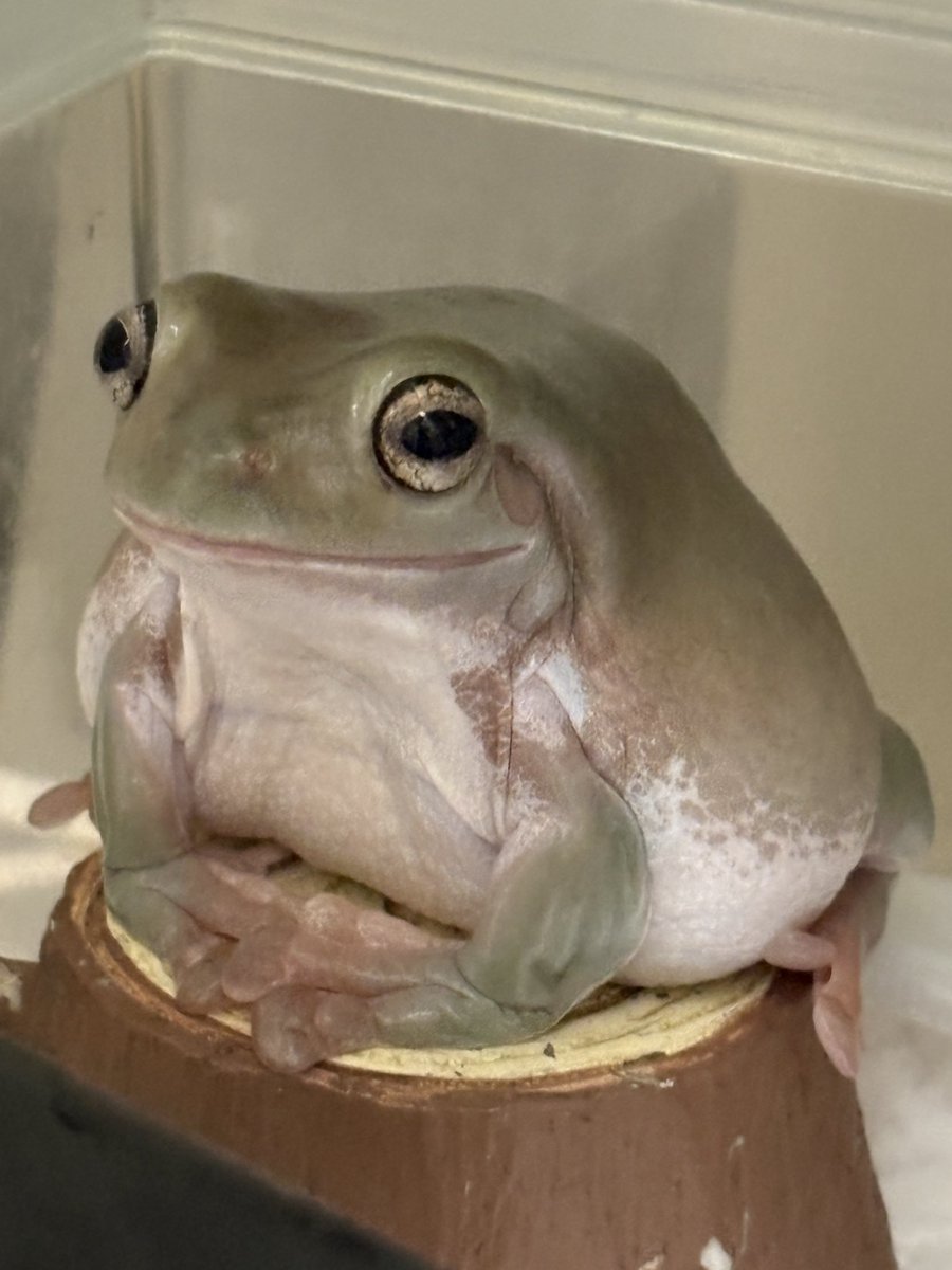 ieamekerokoro's tweet photo. むっちむち🐸 https://t.co/AV9n3hIres