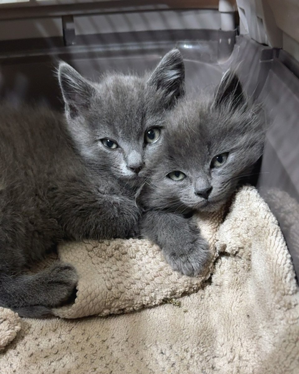 lostdogrescue's tweet photo. 💗 OH. MY. GOODNESS.☀️ Today’s mindfulness break is brought to you by Fuzzy and Wuzzy, the softest, friendliest, and fluffiest kittens in town. 🐱🐱

Affectionate and oh-so-lovable, Fuzzy and Wuzzy adore you, playtime, and snuggling in close for pets and naps.💗

Bring them home to give a lifetime of belly rubs and you will be rewarded with endless affection and the happiest of purrs. 💞

Only 2️⃣ months old, Fuzzy and Wuzzy would do best in a home with each other or another playful cat or cat-friendly dog to share love and play.💕

Ask about Fuzzy or Wuzzy — or both — through their profiles.

Fuzzy https://t.co/yL5LaA6jGo
Wuzzy https://t.co/DVX1avHCOg

#adoptdontshop #greykitten #kitten #fuzzy #wuzzy #kittenlove #fosterlove
