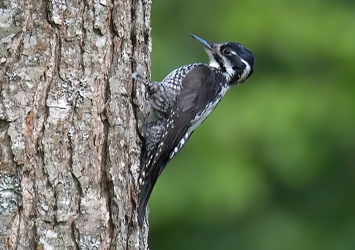 denmor77's tweet photo. Poland is without doubt, the best place I have been for Woodpeckers with 9 species seen and Three-toed was the last one I needed for the WP.
Below; Black, Three-toed, White-backed &amp; Middle-spotted. https://t.co/sTLQXzs7Vw
