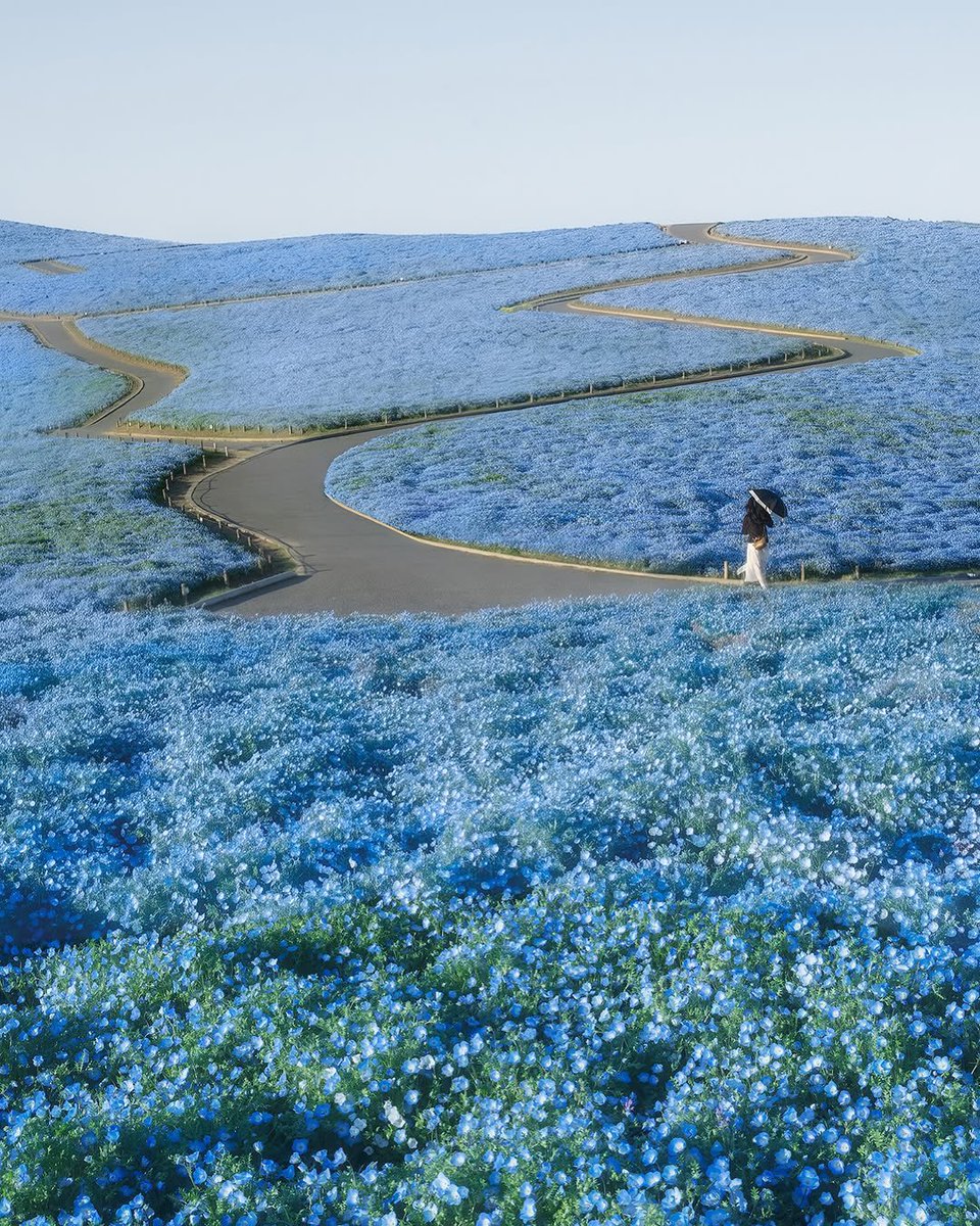 aseelswaid9's tweet photo. Rose fields in Japan https://t.co/oM5J9hWu2y