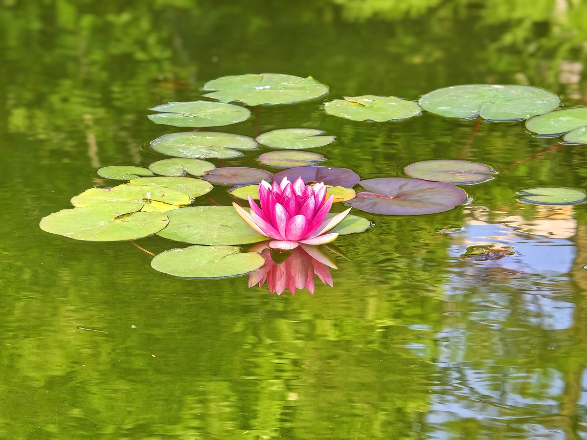 BeijingEvening's tweet photo. 通州镜湖之滨睡莲绽放
Water lilies in bloom by Jinghu Lake, Tongzhou District, Beijing.
#WaterLilies #SummerScenery #NatureLovers https://t.co/W8WvUOelRt