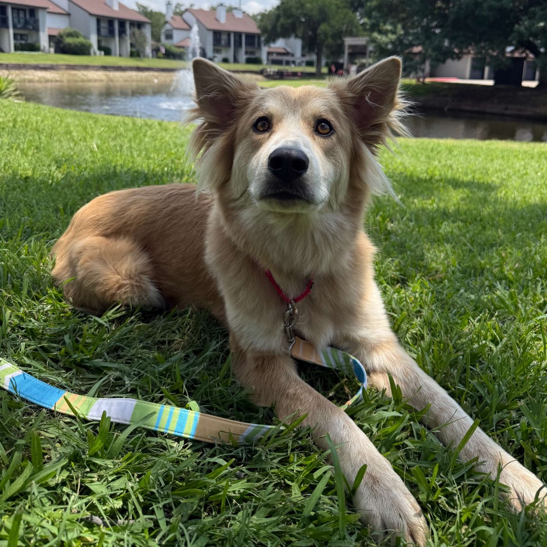 dogsbetterlives's tweet photo. TX Shelter to Service Dog 🐾 Bella, is making the most of the Texas sunshine before the summer heat arrives! She's been practicing her "Settle" cue on both sides and learning to relax in many environments, even outdoors with birds flying and squirrels scurrying by. https://t.co/P2NiQ9UfJp