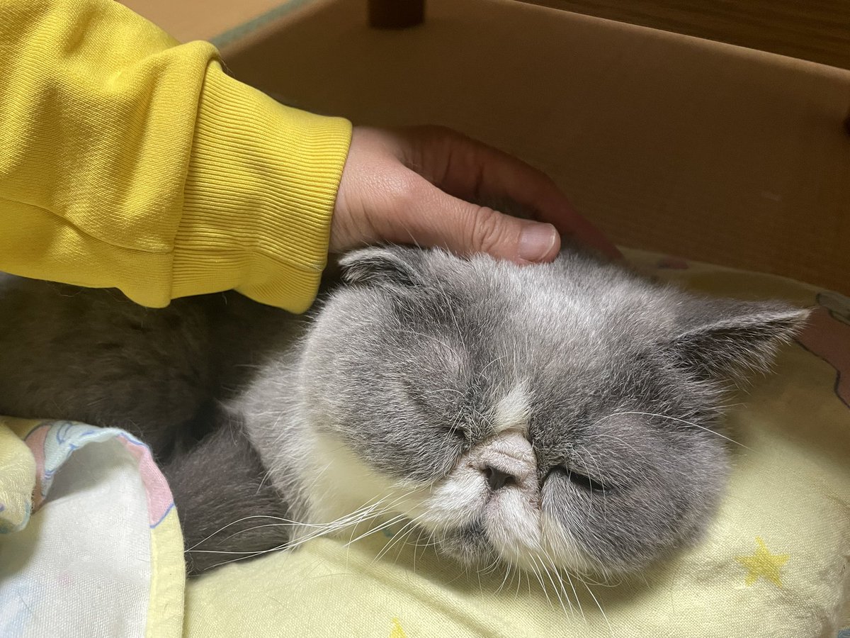 おやすみなさいね。 おもたいです。 む、がまんよ。 がまんするのよ