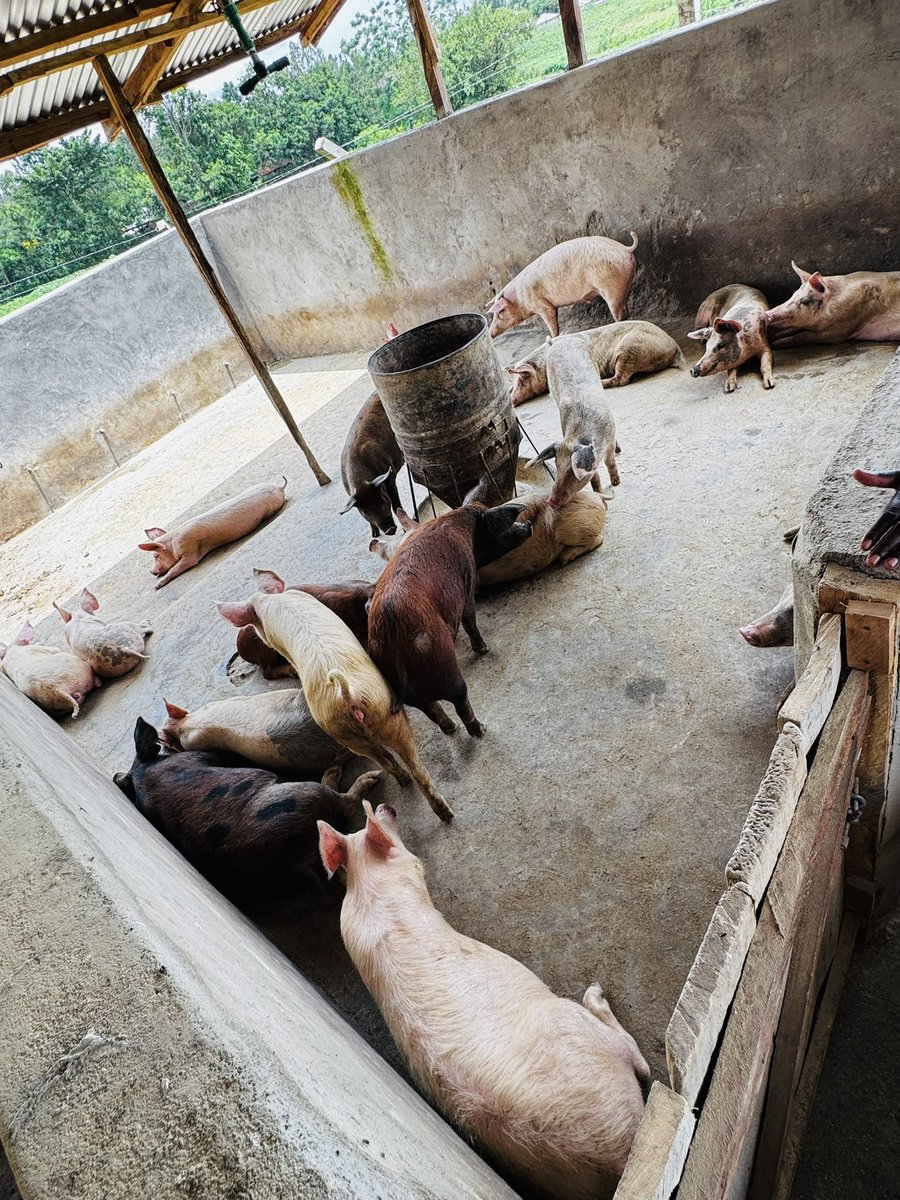 Elvis_Localman's tweet photo. More and more stock, more and more deliveries. Downside is the more the stock, the more cost incurred on feeds. Yote nane ni tisa kumi haidhuruuu https://t.co/Xinh8FCVqS