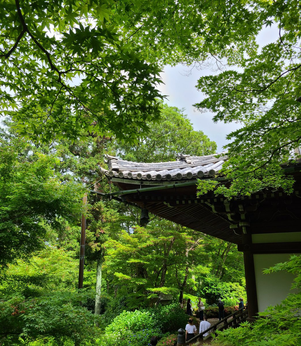 mikabbdae0426's tweet photo. 柳谷観音楊谷寺あじさいウィーク②山の方やし迷うかと思ったけど看板がずっと出ててめちゃくちゃわかりやすかった😁青もみじも綺麗です✨ https://t.co/mR0dkNuOfb