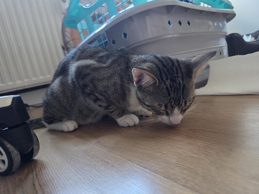 EvilDevilMoni's tweet photo. Armer Miguel und armer Hektor 🙈 da haben wir den beiden heute einfach ihre Männlichkeit genommen 😱 https://t.co/cDB1KrUHF2