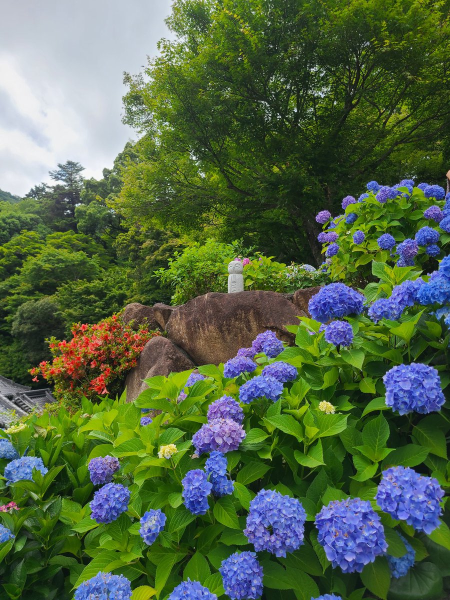 mikabbdae0426's tweet photo. 柳谷観音楊谷寺あじさいウィーク③色々見所があって楽しい😊お地蔵さんがポツンといてて可愛かった✨ https://t.co/j4Tbju7LM0