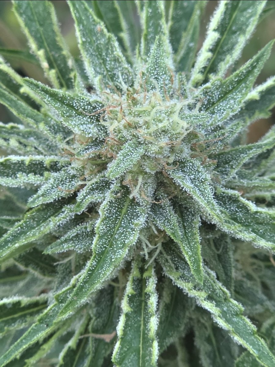 Twistedtreeauto's tweet photo. ☀️ Good morning, cultivators! The only thing better than fresh coffee is knowing your seeds are about to turn into fire buds. What’s the first thing you do when you check your plants in the morning? Share your ritual 😶‍🌫️ https://t.co/jx0y2eJjoh