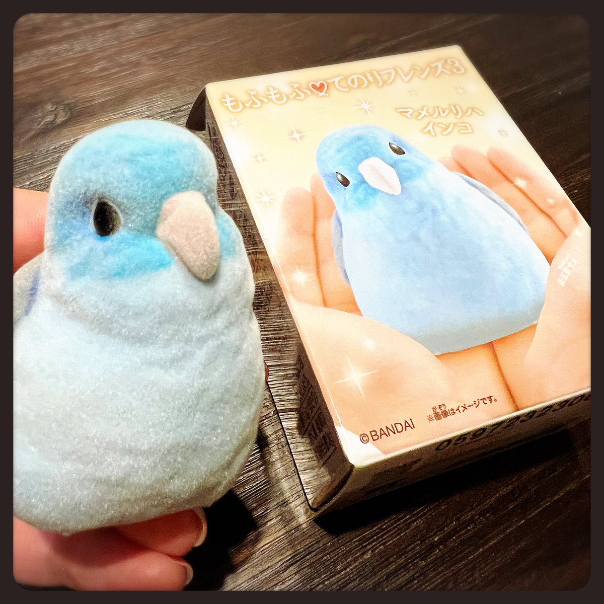 bakeusagi's tweet photo. マメルリハインコ見つけたー
かわいいーー https://t.co/9PJVwgfAbL