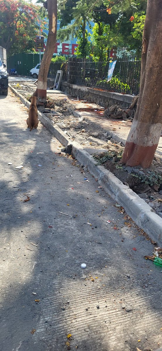 Crazzy9920's tweet photo. No action yet...Whats happening??
@mybmc @mybmcInfra @TajinderTiwana https://t.co/u5N5aTmSJJ
