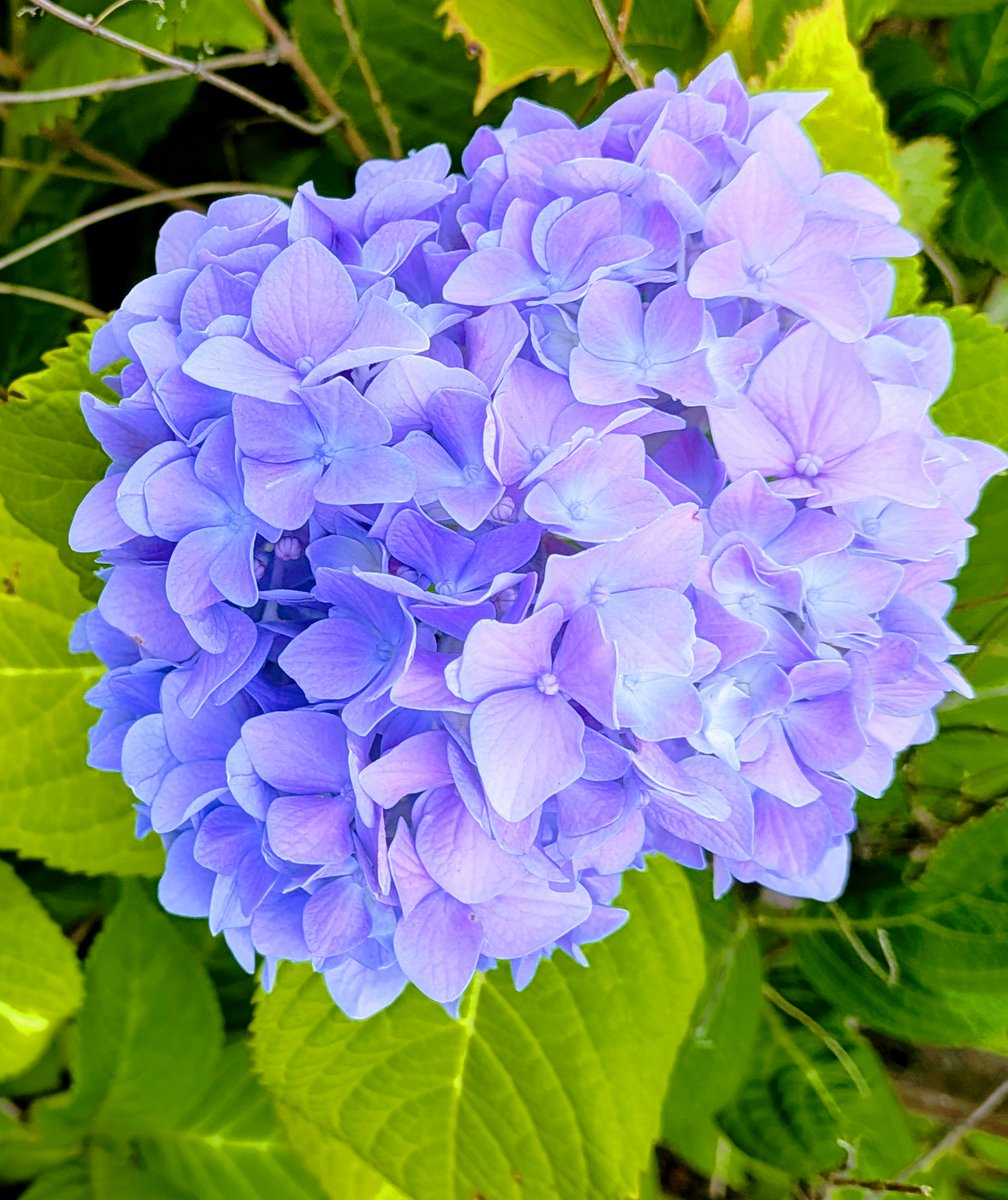 tsuvongerion's tweet photo. 紫陽花(⁠ ⁠╹⁠▽⁠╹⁠ ⁠)

#紫陽花 https://t.co/9aNaeOb8UR