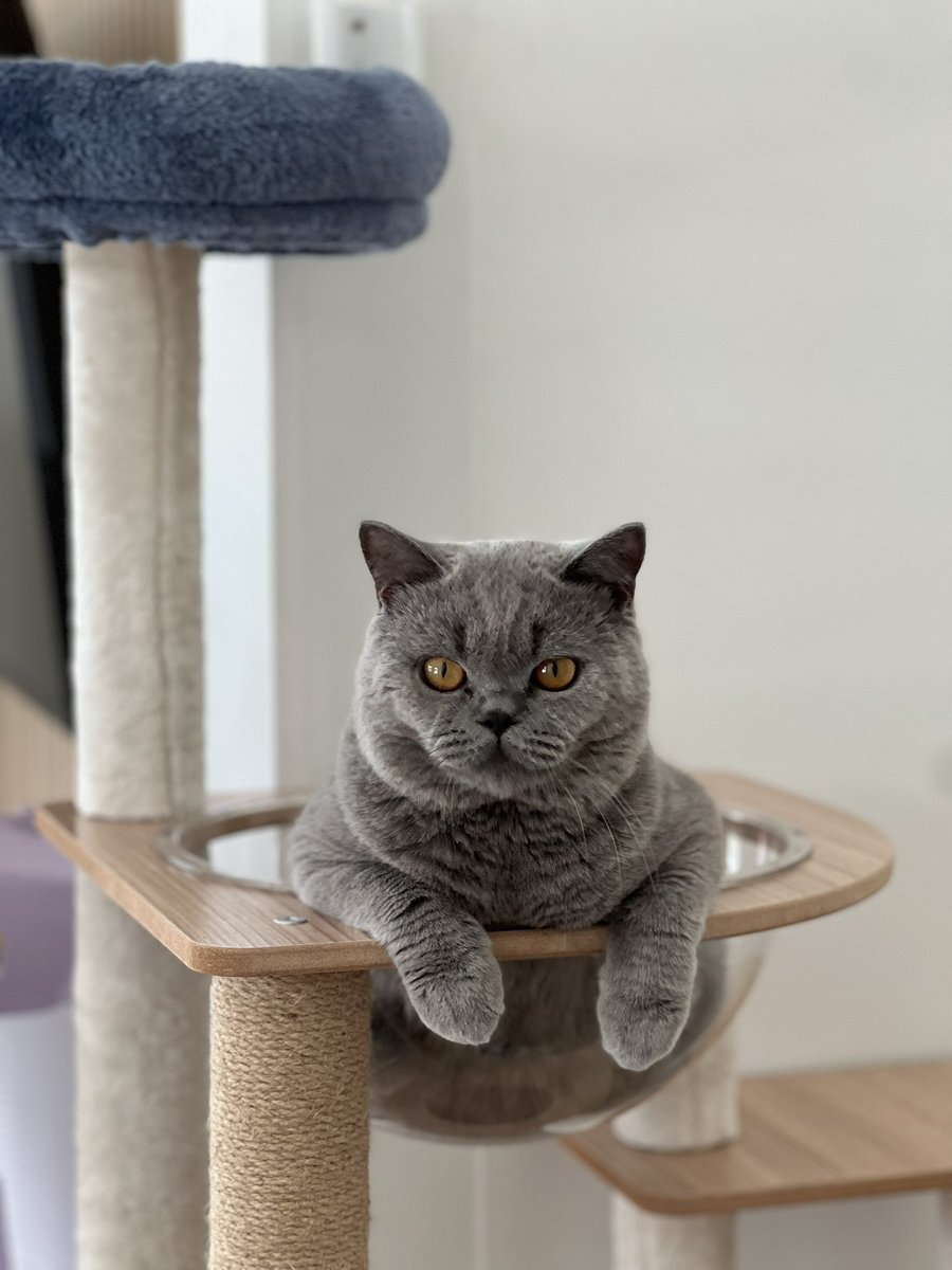 Mdekcat tweet media