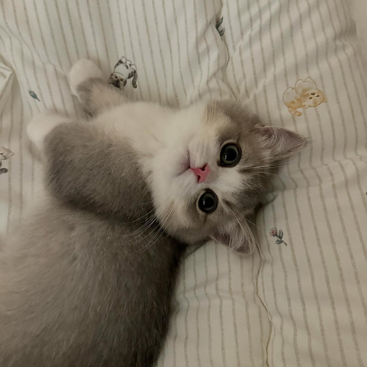 CuteCatsMagic's tweet photo. https://t.co/bBOQe2M8ui