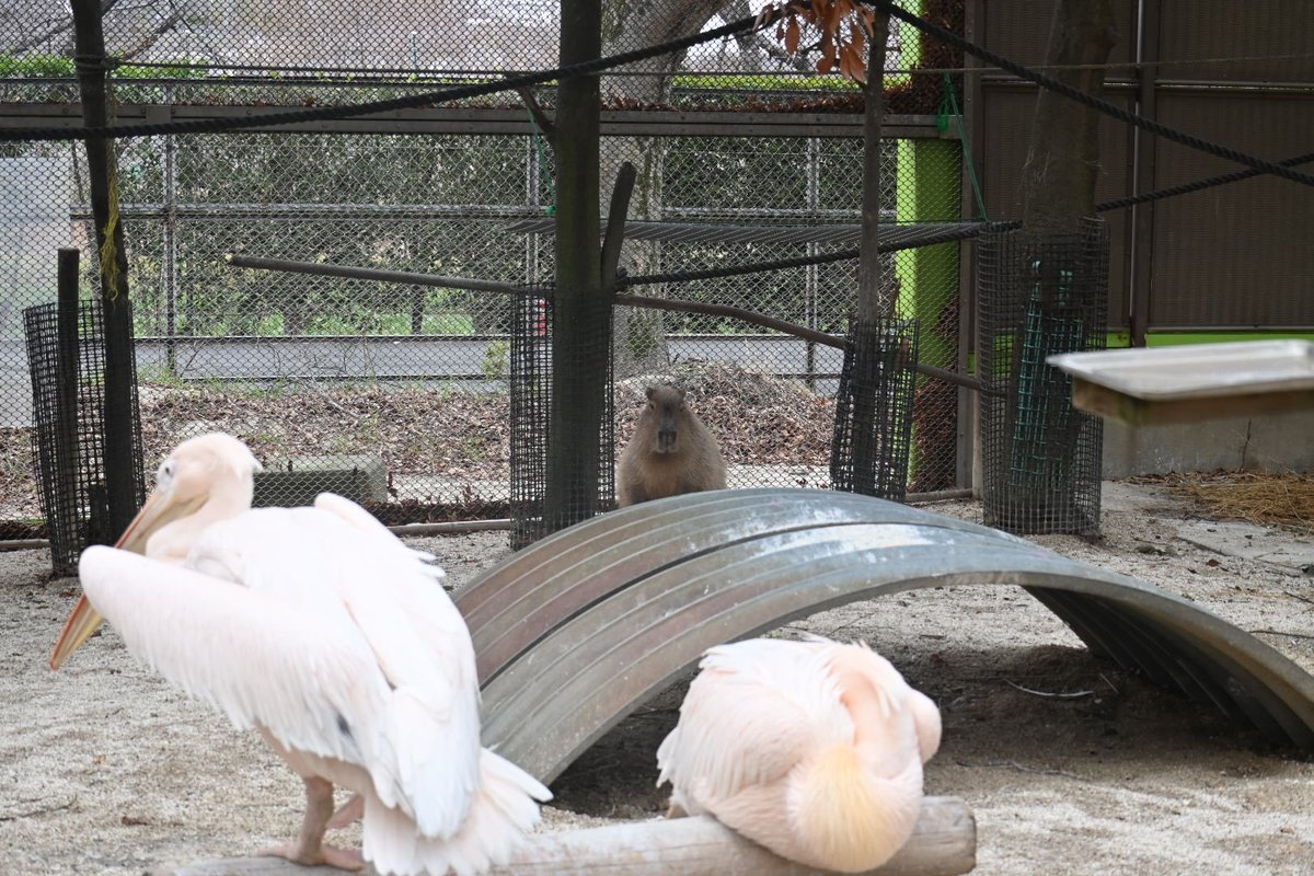 servantcapybara's tweet photo. ペリカンにビビり気味？のカピバラ https://t.co/goIFchEh7m