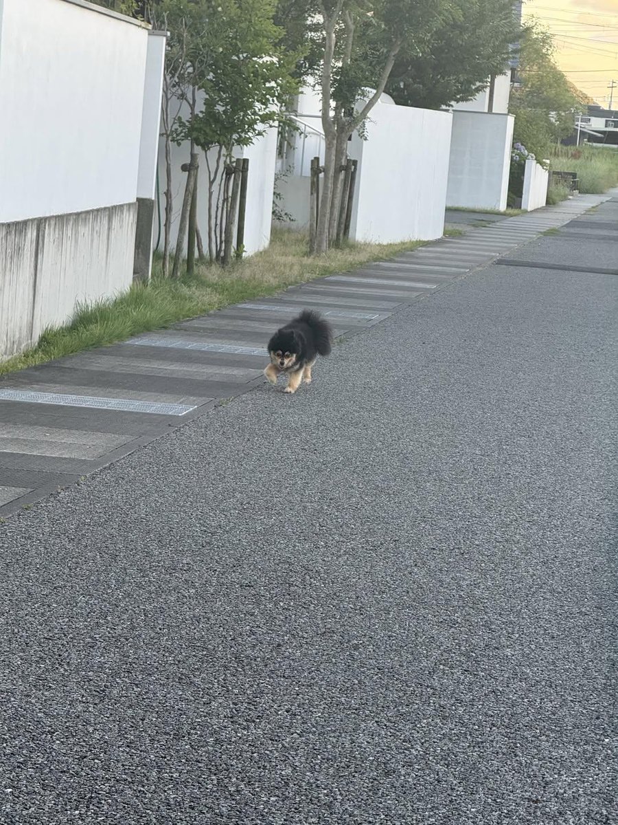 Nao_kara_sy's tweet photo. 【代理投稿 拡散希望】
#兵庫県 #赤穂市 #浜市
〖特別養護老人ホーム櫂の家〗周辺で首輪なし黒ポメちゃんがさまよってます💦 https://t.co/ZFg70F6oLQ