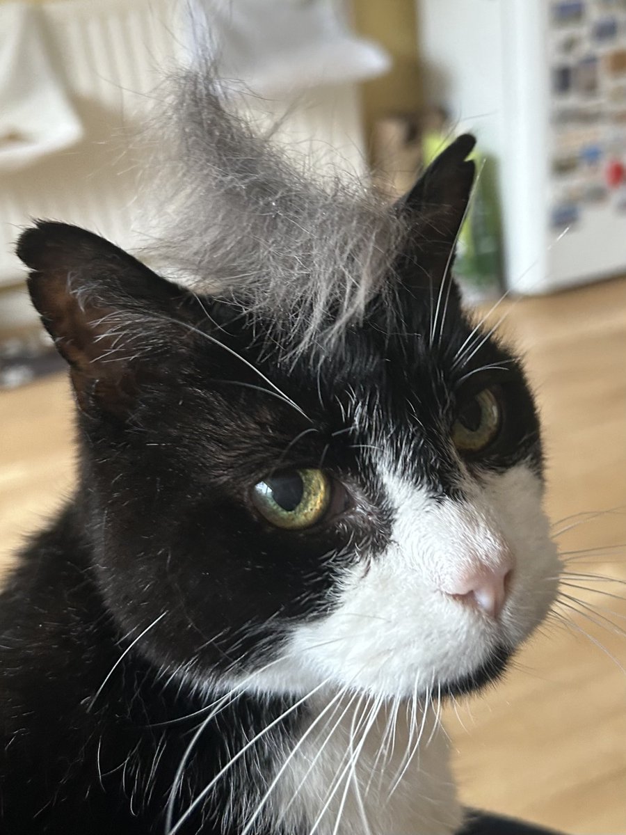 D.V. Catt tweet media