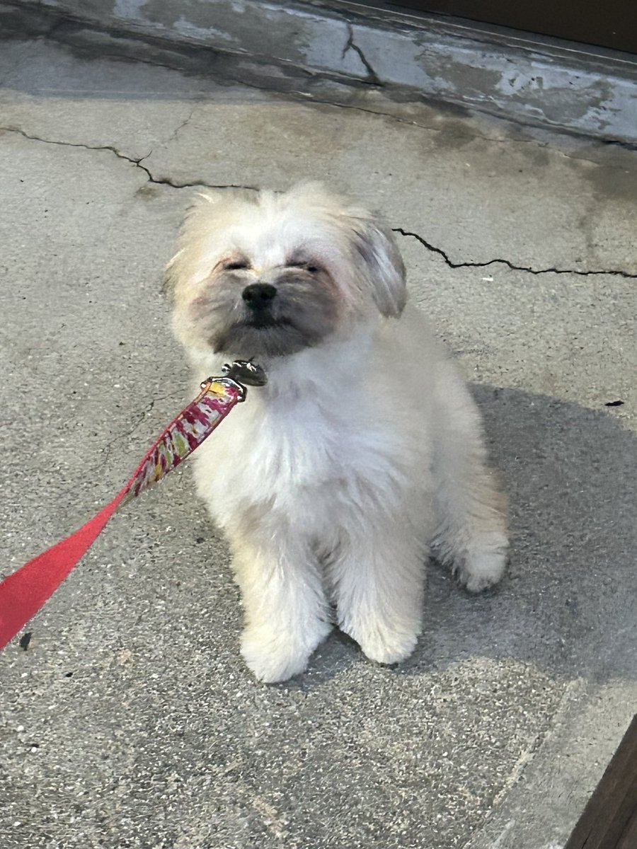 ppudding014's tweet photo. 拒否犬 https://t.co/MgyiIcPEfo