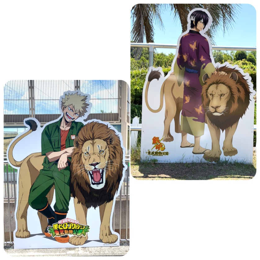 mo_t_r's tweet photo. いま東武動物公園で銀魂がコラボ中なんだけど、銀魂とヒロアカのファンを兼ねてる私としてはどうしてもこの3人を並べたかったんですよね。無事撮れたので載せますね。
キャラと動物の組み合わせがぴったりな他に村塾とオリジンの関係性にも通じるものがあって最高コラボ🐯🦁🐧 https://t.co/lKE1mgeMvM