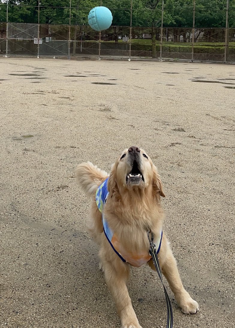 mofusenna's tweet photo. ボールキャッチを見事に失敗し、情けない表情を撮られてしまう… https://t.co/KCrUvkEY3m