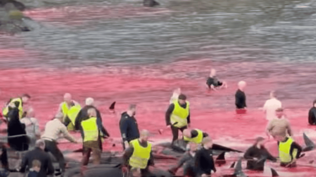 ladbible's tweet photo. Sea turns red with blood as public slaughter hundreds of whales https://t.co/WXDXK8yMhR https://t.co/toVru1M7DV